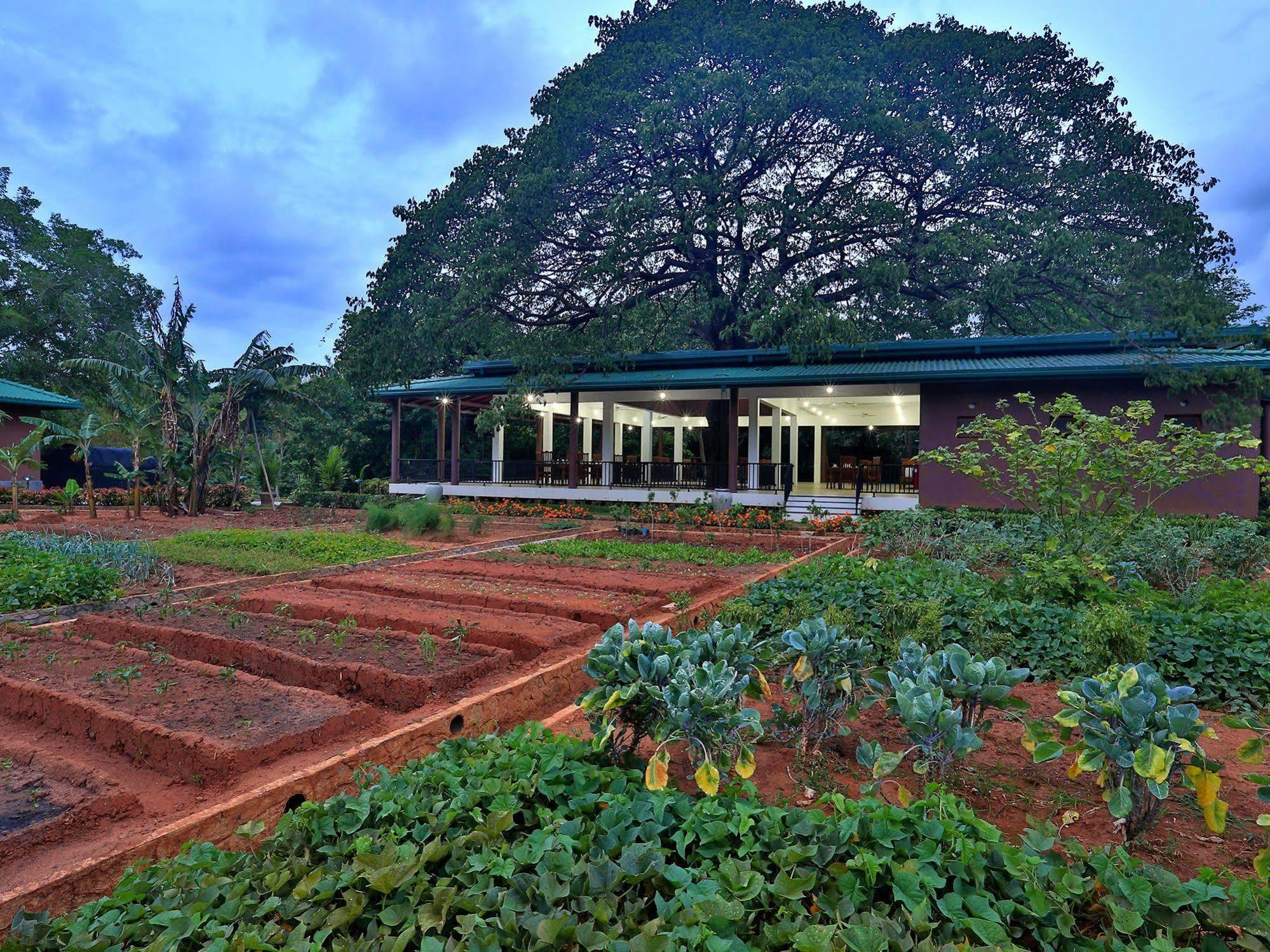 Grand & Gangula Hotel Dambulla Exterior foto
