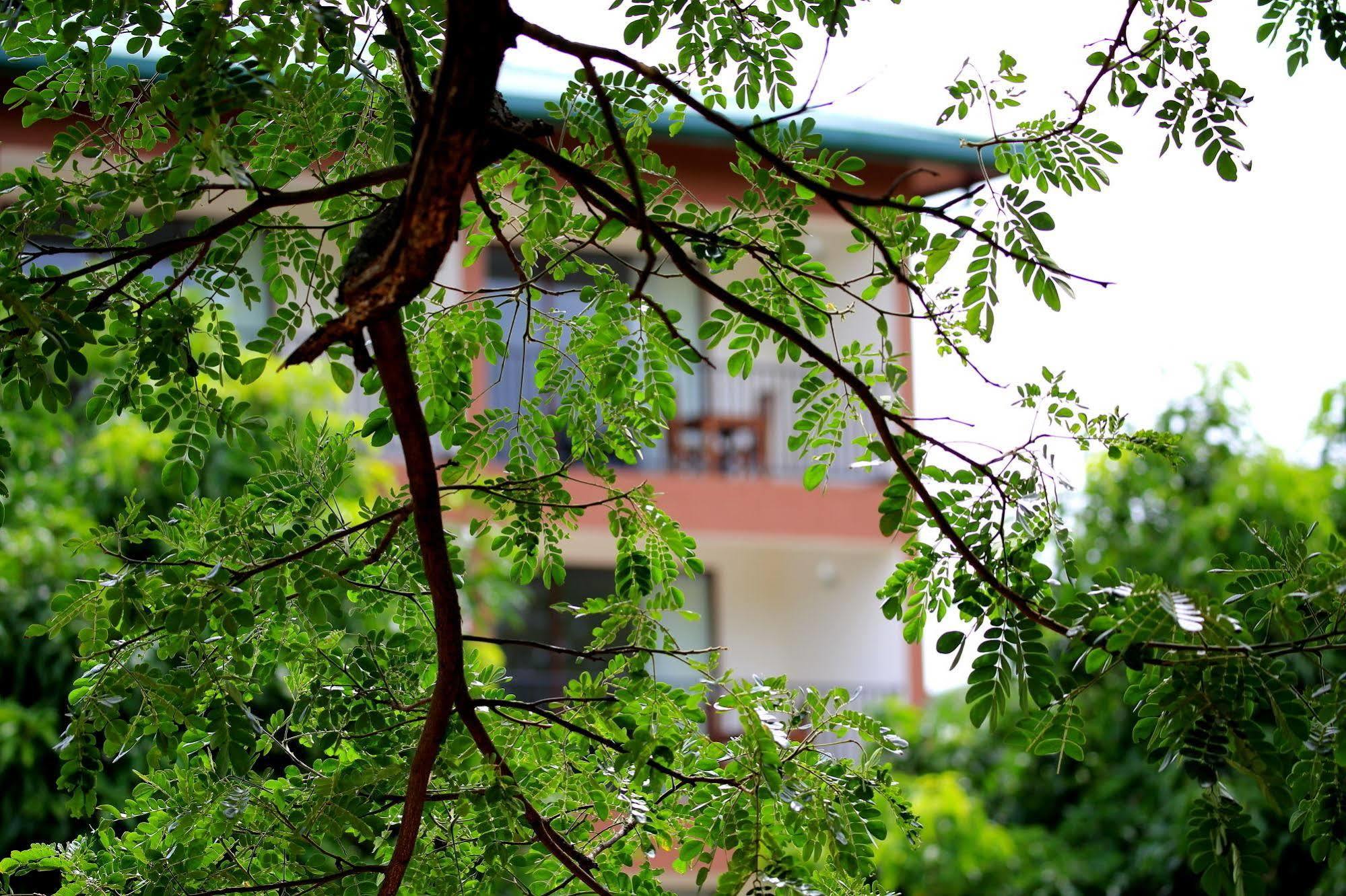 Grand & Gangula Hotel Dambulla Exterior foto