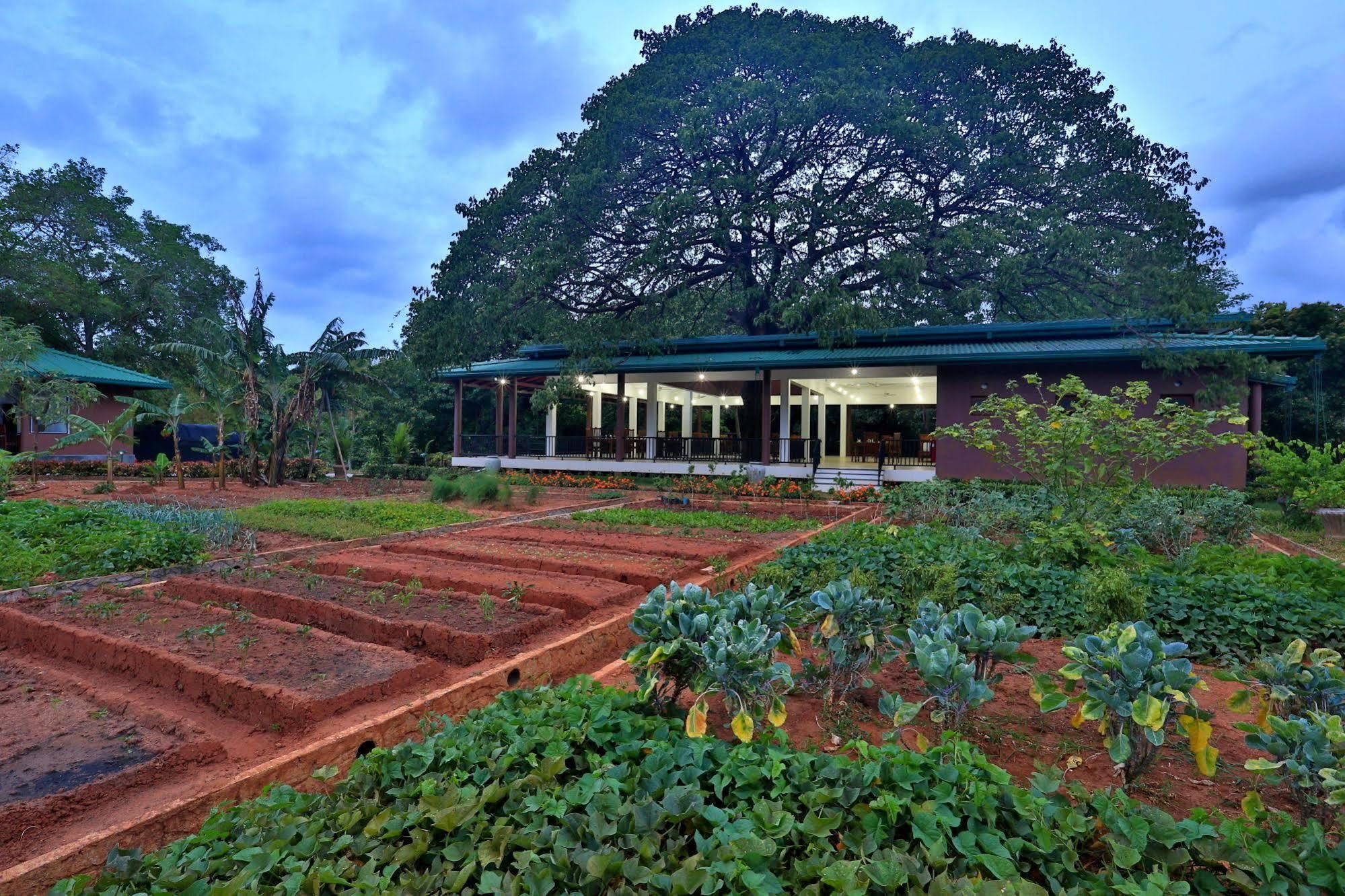 Grand & Gangula Hotel Dambulla Exterior foto